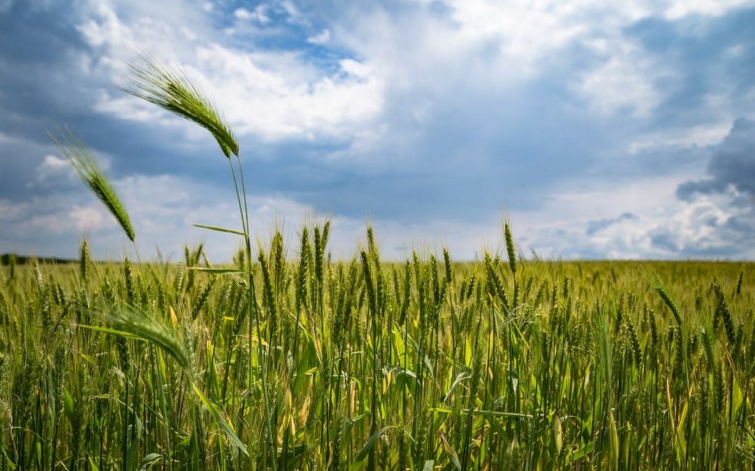 Artificial Intelligence In Agriculture